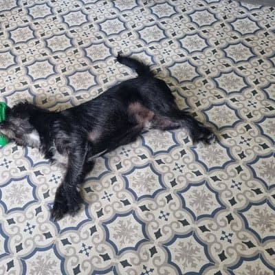Dexter, who stayed with us