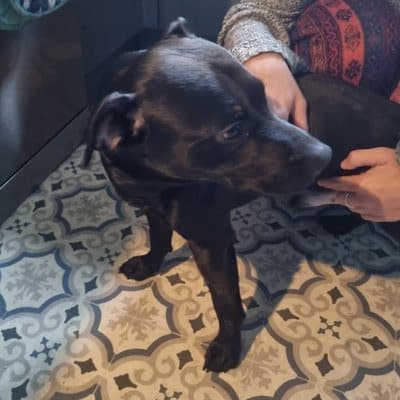 Milo, who stayed with us