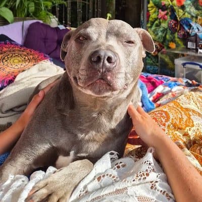 George the Staffie, who stayed with us