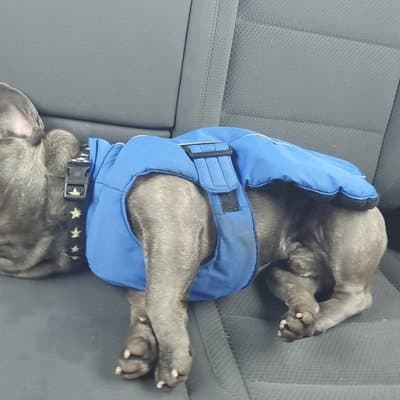 Reggie the Frenchie, who stayed with us