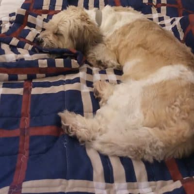 Lucky, who stayed with us