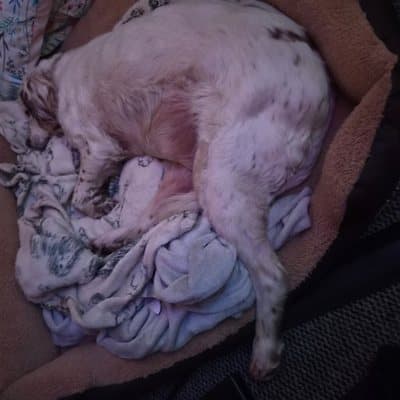 Lulu the Clumber Spaniel, who stayed with us