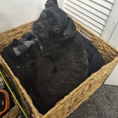 Dexter, who stayed with us