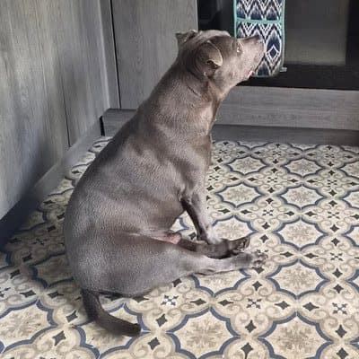 Georgie the Staffie, who stayed with us