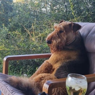 George the Airedale, who stayed with us